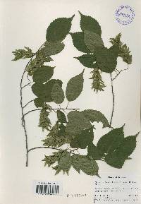 Carpinus laxiflora image