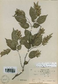 Carpinus laxiflora image