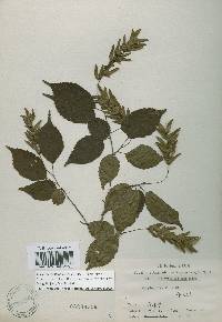 Carpinus laxiflora image