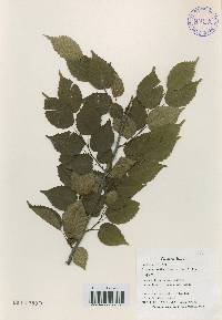 Carpinus laxiflora image