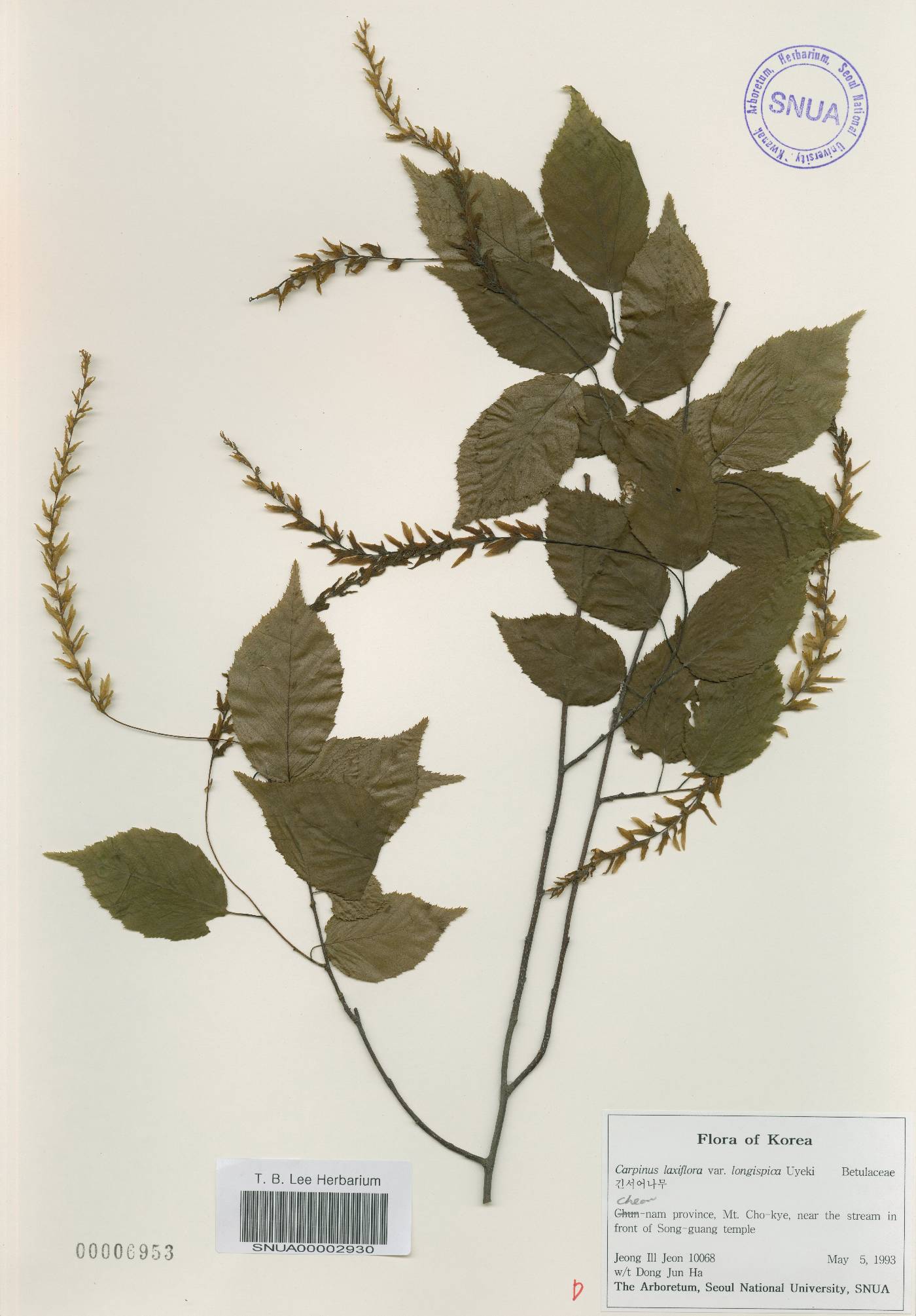 Carpinus laxiflora var. longispica image
