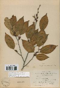 Carpinus tschonoskii image