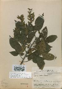 Carpinus tschonoskii image