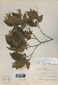 Carpinus tschonoskii image