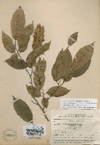 Carpinus tschonoskii image