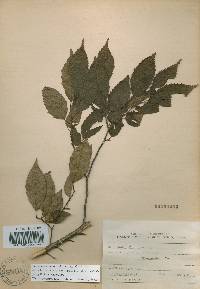 Carpinus tschonoskii image