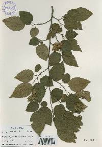 Carpinus tschonoskii image
