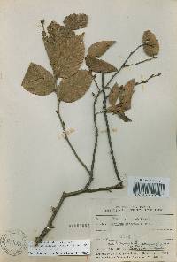 Carpinus tschonoskii image