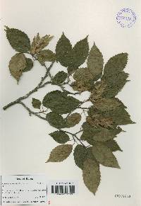 Carpinus tschonoskii image