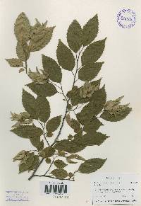 Carpinus tschonoskii image