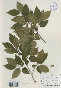 Carpinus tschonoskii image