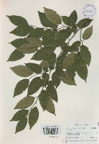 Carpinus tschonoskii image