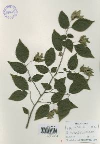 Carpinus tschonoskii image