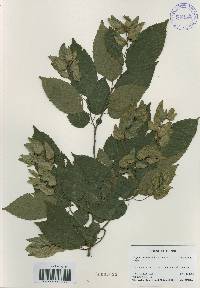 Carpinus tschonoskii image