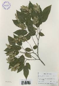 Carpinus tschonoskii image