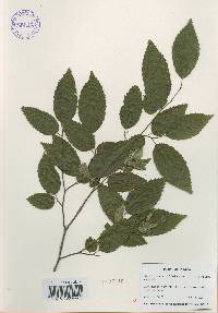 Carpinus tschonoskii image