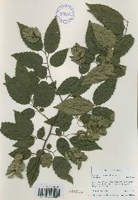 Carpinus tschonoskii image