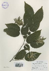 Carpinus tschonoskii image