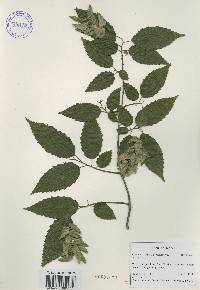 Carpinus tschonoskii image