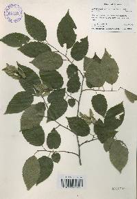 Carpinus tschonoskii image