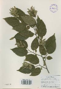 Carpinus tschonoskii image