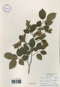 Carpinus tschonoskii image