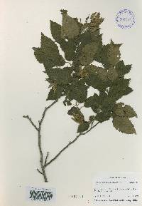 Carpinus tschonoskii image
