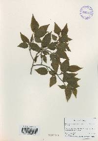 Carpinus tschonoskii image