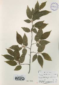 Carpinus tschonoskii image