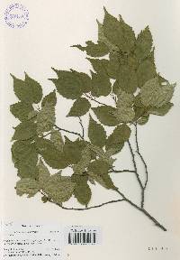 Carpinus tschonoskii image