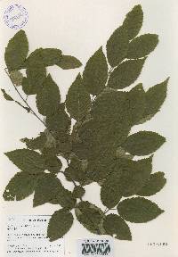 Carpinus tschonoskii image