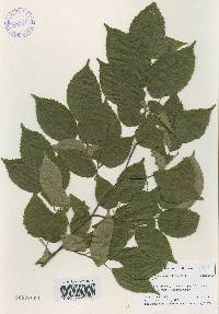 Carpinus tschonoskii image
