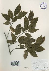 Carpinus tschonoskii image
