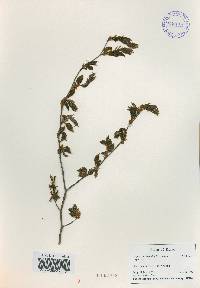 Carpinus tschonoskii image