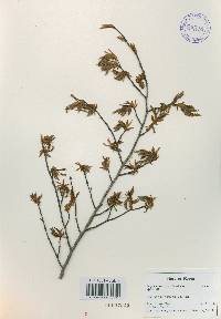 Carpinus tschonoskii image