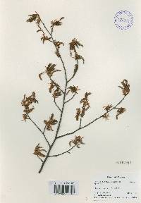 Carpinus tschonoskii image