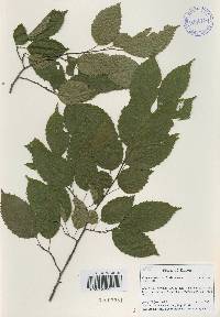 Carpinus tschonoskii image