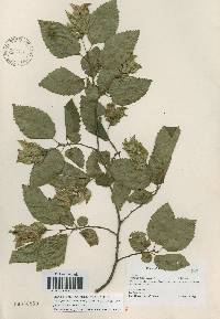 Carpinus tschonoskii image