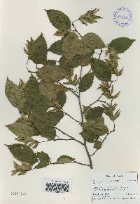 Carpinus tschonoskii image