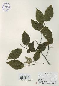 Carpinus tschonoskii image