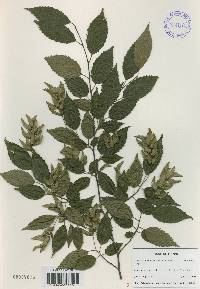 Carpinus tschonoskii image