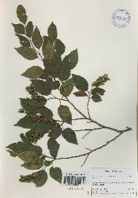 Carpinus tschonoskii image