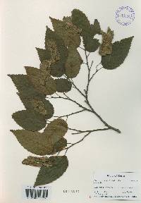 Carpinus tschonoskii image