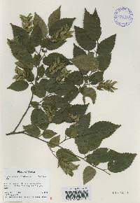 Carpinus tschonoskii image