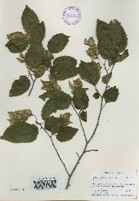 Carpinus tschonoskii image