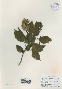 Carpinus tschonoskii image