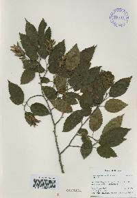Carpinus tschonoskii image