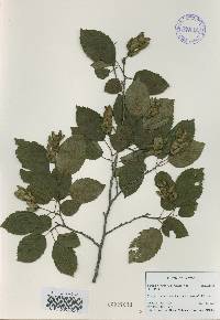 Carpinus tschonoskii image