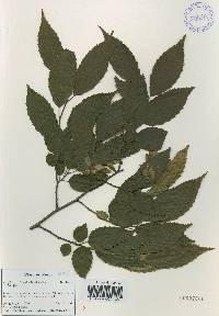 Carpinus tschonoskii image