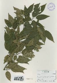 Carpinus tschonoskii image